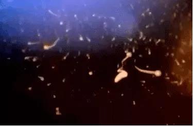 18张动图揭秘，你不是游得最快的那一个精子