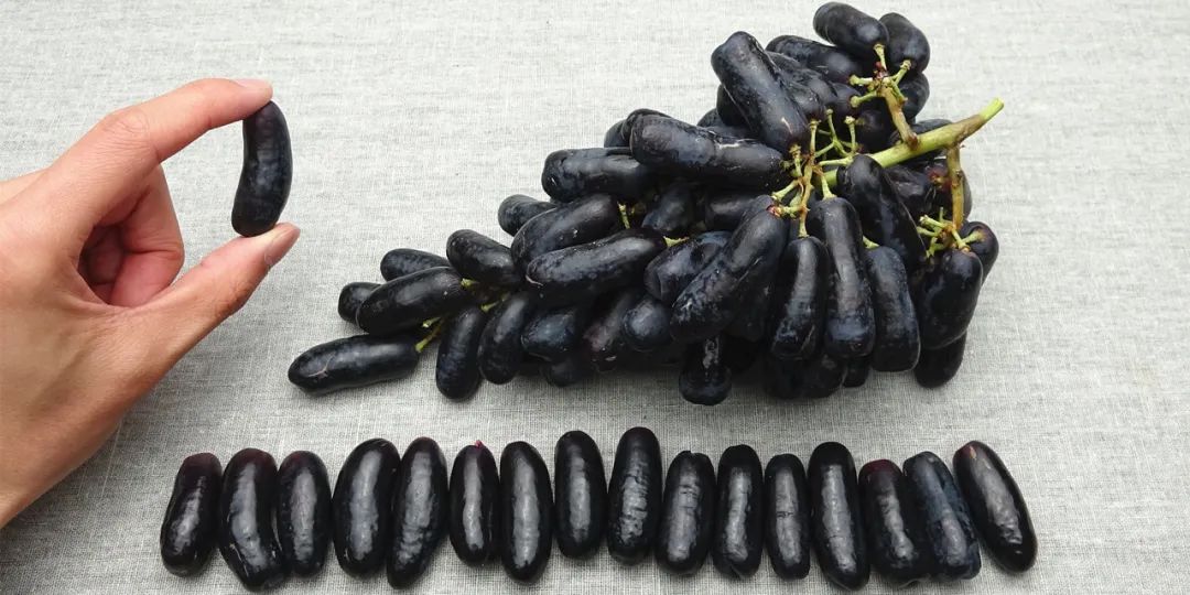 澳洲水果的营养价值,澳洲必吃的10种水果