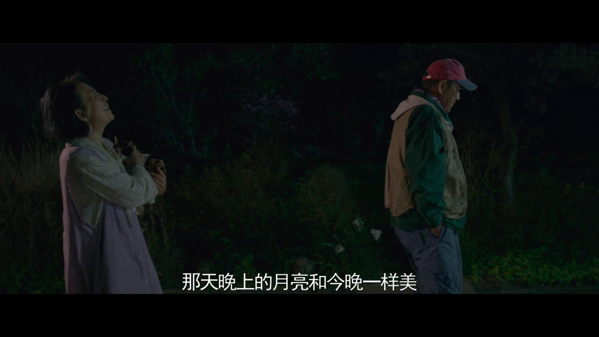 十部顶级治愈系猫片,十部顶级治愈猫的电影