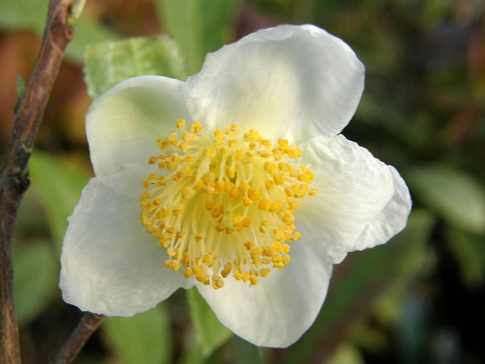 抹茶到底是怎么吃,抹茶到底有多难吃