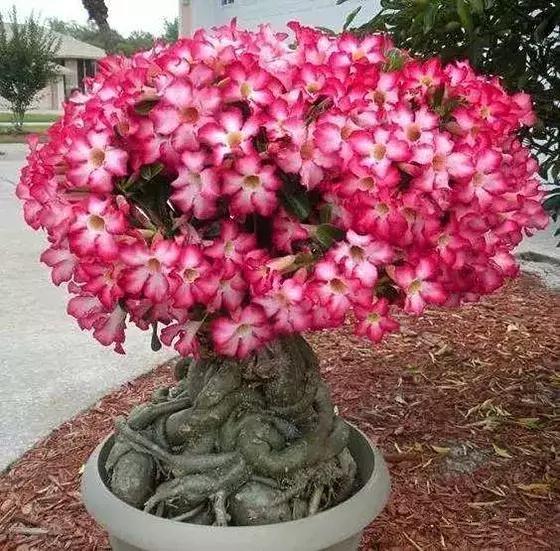 这10种花不怕晒,这3种花不能懒着养