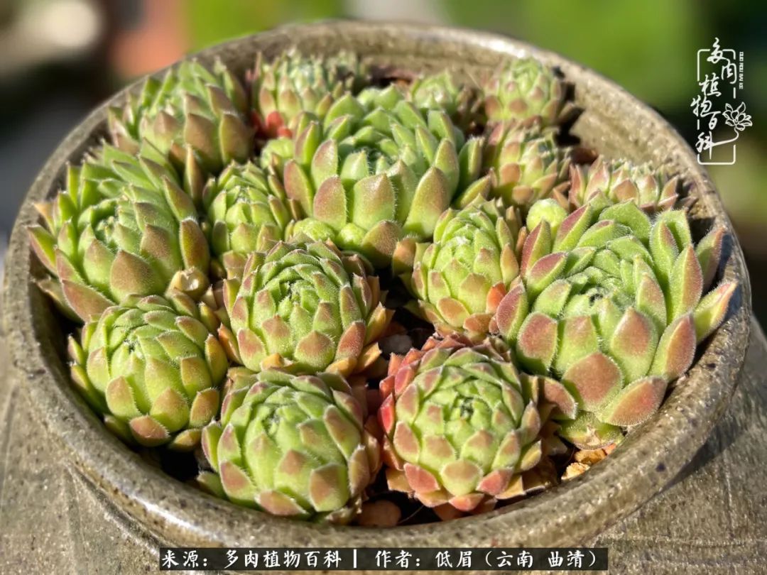 怎么在多肉植物百科投稿,怎样向多肉植物百科投稿