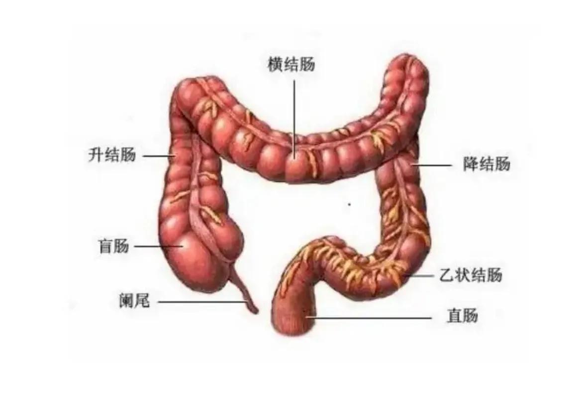 梭菌性肠炎的症状用什么药治疗,肠炎反复发作应吃什么药进行治疗