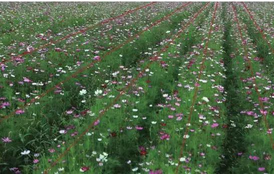 家养花卉摄影构图教程集锦,相机拍花卉拍照技巧和构图