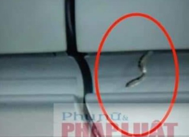 越南航班上有蛇吗,飞机上现诡异一幕空姐钻上行李架