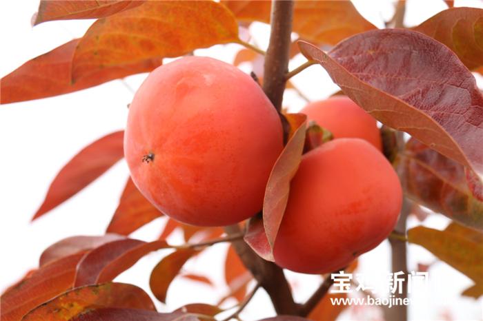 甜柿子宝鸡,甜柿产业助力乡村振兴