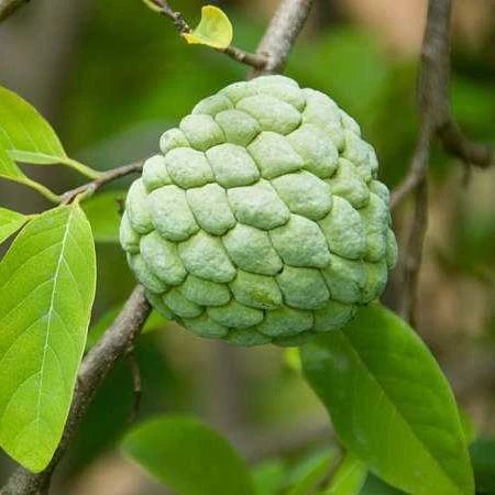 关于荔枝这3个问题你必须知道,10个关于水果的小知识