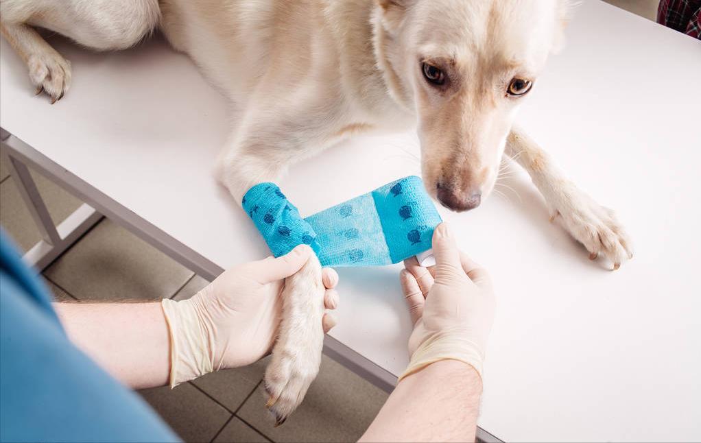 犬窝咳狗狗不吃不喝怎么办,狗狗得了犬窝咳可以带它出门吗