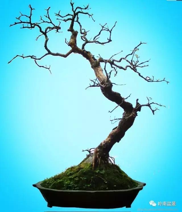 一盆盆景佳作究竟应该是怎样的,大师级盆景作品欣赏