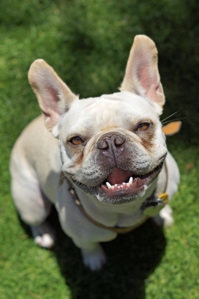 法国斗牛犬的优缺点有哪些,法国斗牛犬凶不凶