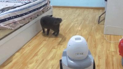 为什么猫咪喜欢抓光点,猫为什么喜欢抓激光笔