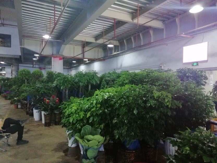 兰馨花怎么养,兰馨花的种植方法