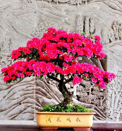 杜鹃花黄叶家用小妙招,杜鹃黄叶干枯怎么办