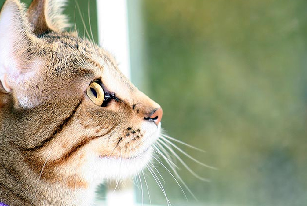 猫咪逃跑,猫咪不回来该如何才能让猫咪回来