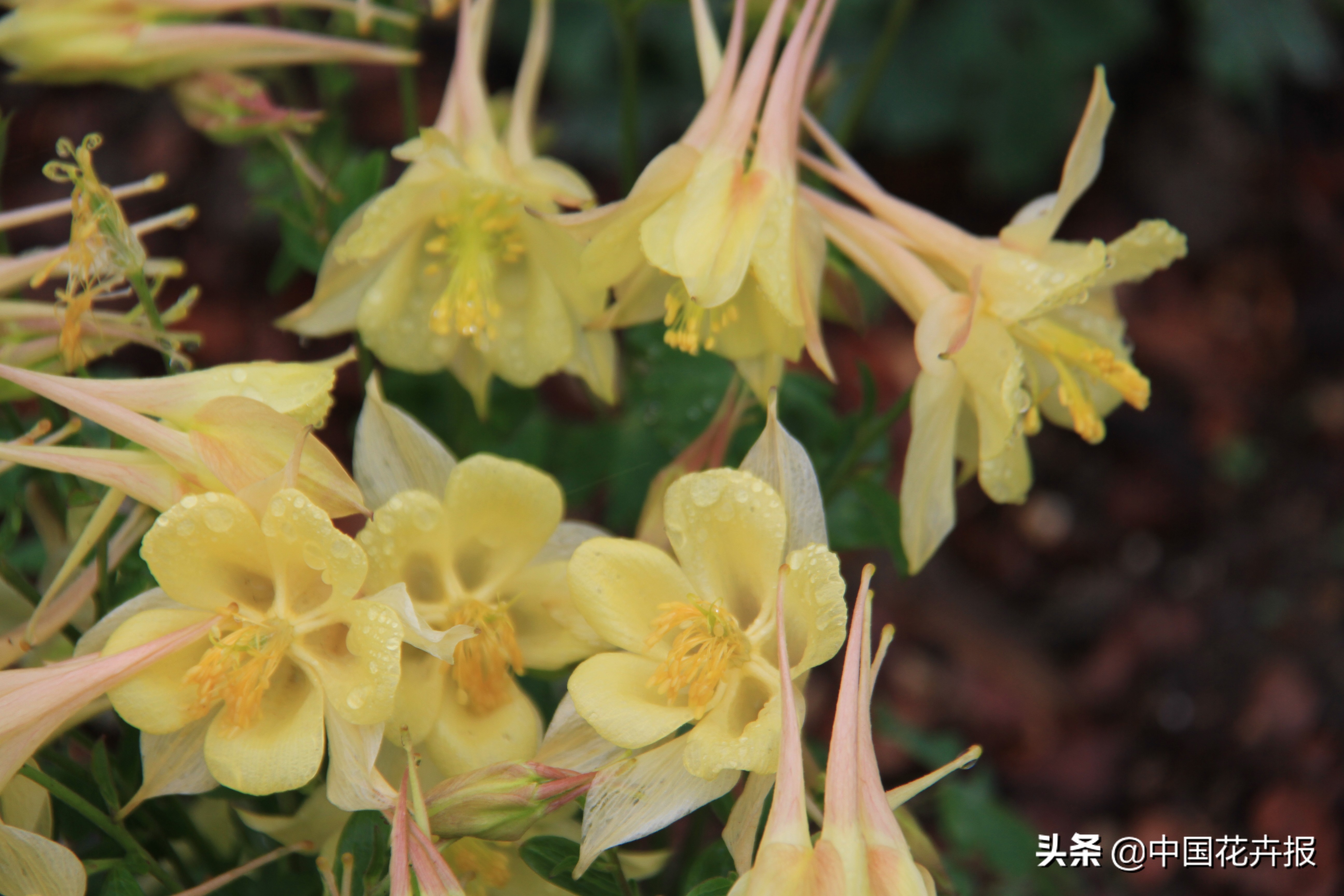 花园必备植物大全,花园常用植物科普