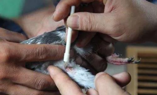 赛鸽长鸽痘怎么治疗,台生鸽痘活毒疫苗使用说明