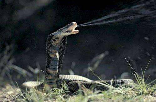 普通蛇遇到眼镜王蛇为何不逃走,哪些蛇最怕眼镜王蛇