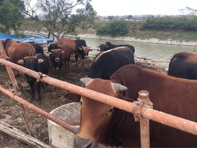 犊牛断奶后散养多久再拴养,散养犊牛怎么喂长得快