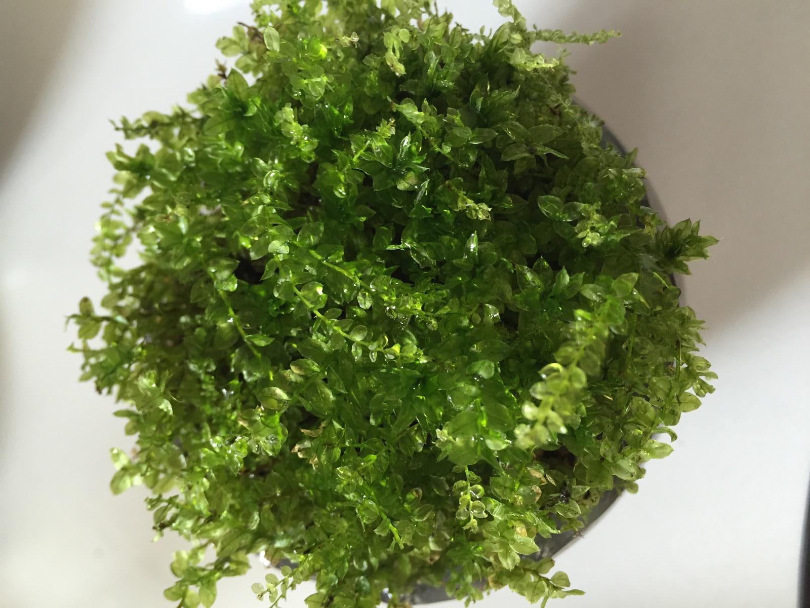 苔藓为什么不透水,苔藓植物为什么长不高