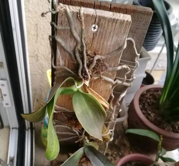 兰花冬季移种如何快速生根,把兰花种树上