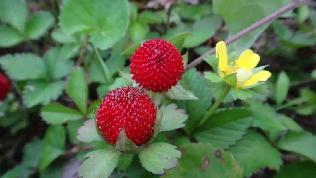 回忆杀里的家乡美食,回忆杀8090的青春