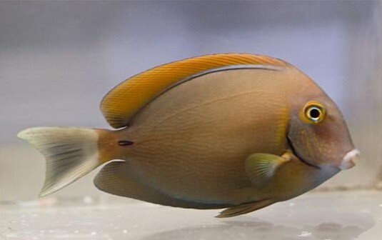 十大最好看的观赏鱼图片大全,十种最漂亮的观赏鱼图片