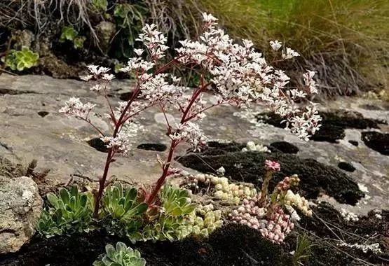 岩石花园景区,岩石园常用花卉
