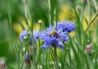 100种花的花语以及送花礼仪分享,100种花的名字和图片带花语