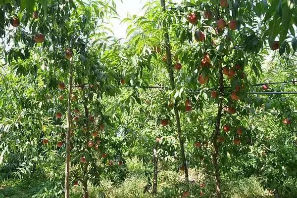 科学种桃树,如何正确种桃树