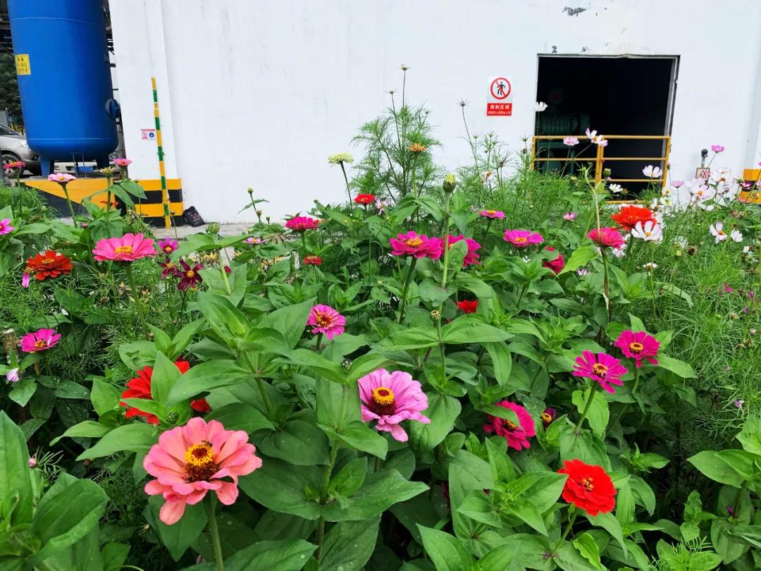 寻找最美工厂|华新云龙公司多彩之秋