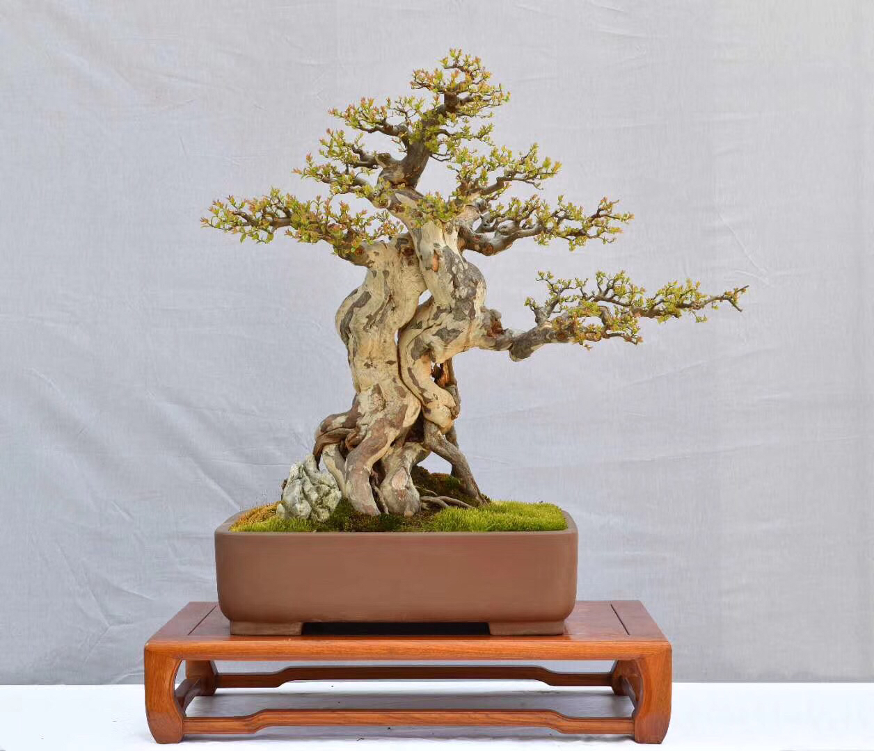 野外挖下山的盆景,大叶黄杨假植