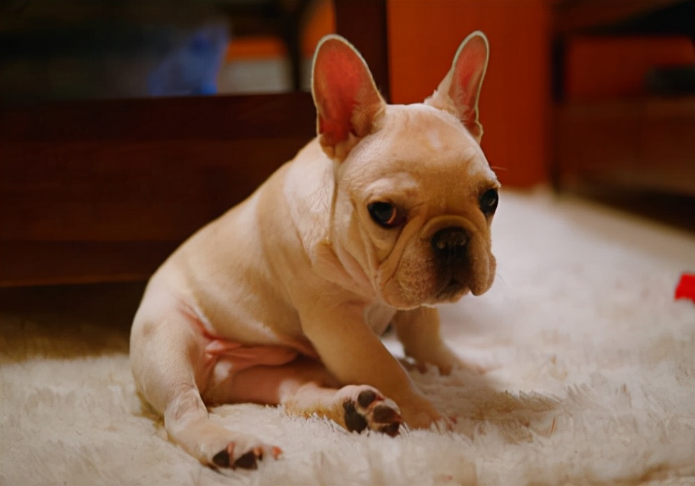 养宠知识狗狗感冒的预防,如何预防狗狗感冒