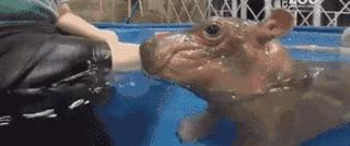 汗血宝马暴躁视频,汗血宝马的暴脾气