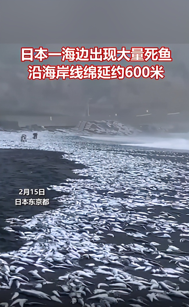 日本海岸现大量鱼尸体,日本海滩惊现大量乌贼尸体