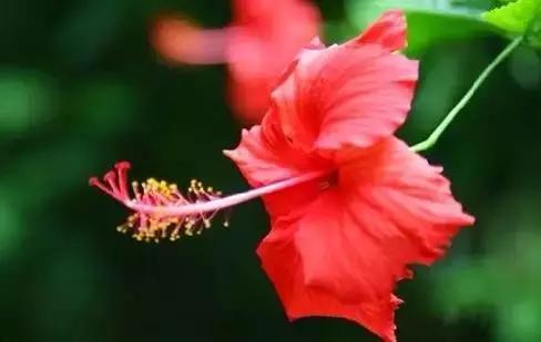 各国国花展示视频,各国国旗国徽国花