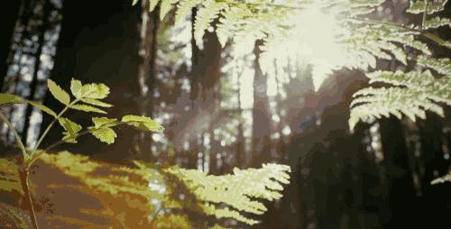 香椿籽的作用与用法及禁忌症,女性长期吃香椿的好处与禁忌