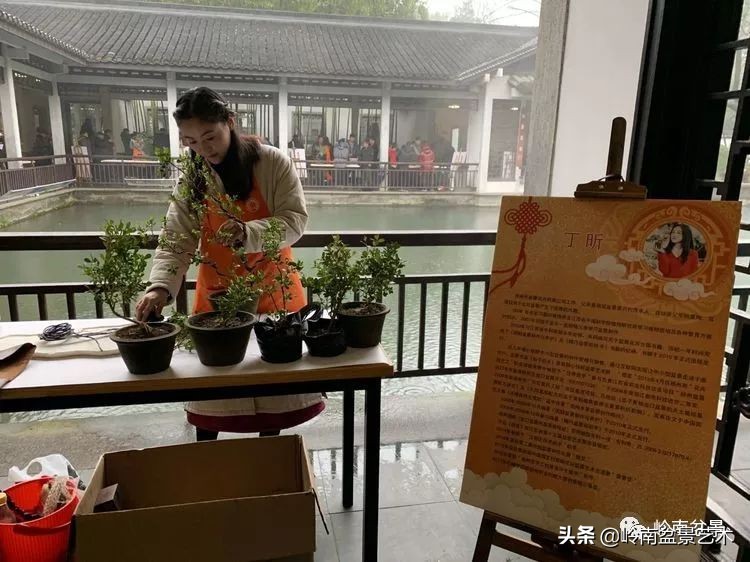 女盆景师丁昕,丁昕盆景