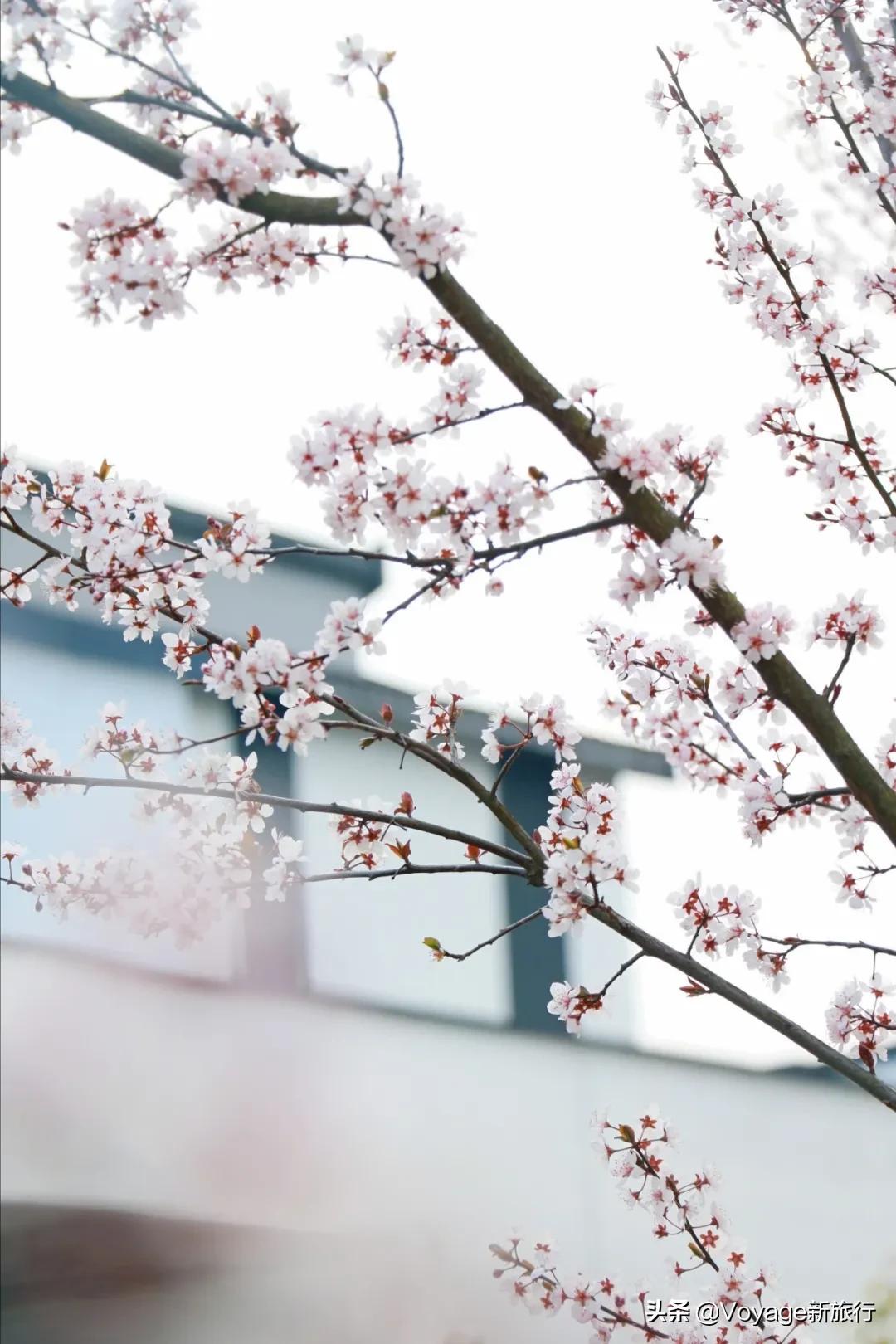 旅行民宿春天赏花,花海度假胜地