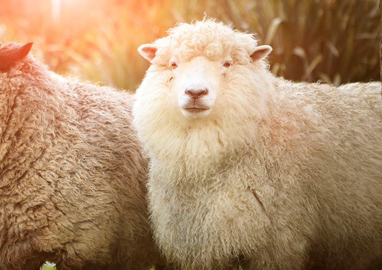 踩中雷区,雪地靴雷区