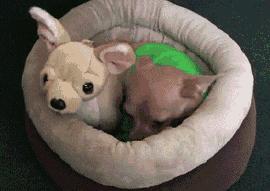 狗子吃醋女朋友,狗子喜欢女朋友怎么办