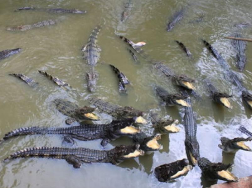 创新养殖,养殖鳄鱼合法吗,挣不挣钱?