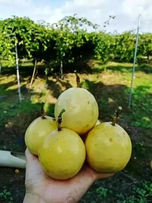 广西梧州最好的果园,梧州摘水果的地方