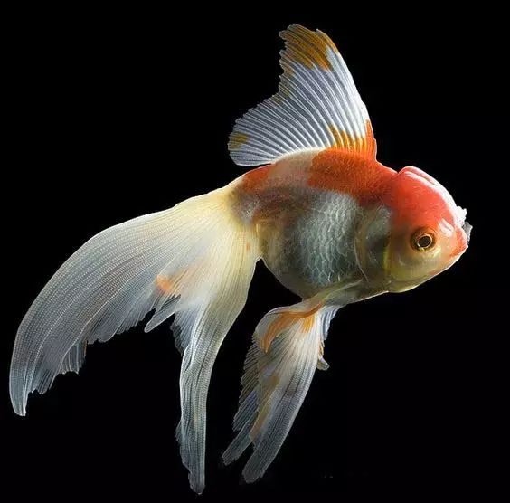 这些五彩斑斓的金鱼养眼又养心,最美的观赏金鱼值得一看