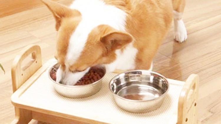 狗狗托运到家就生病死了,狗狗小时候冷了容易生病么