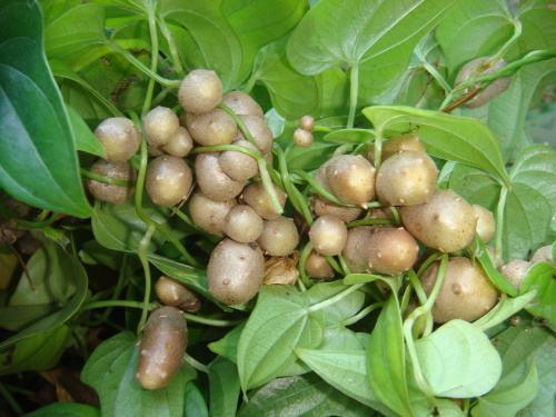 山药发芽出山药豆,山药豆出芽的条件