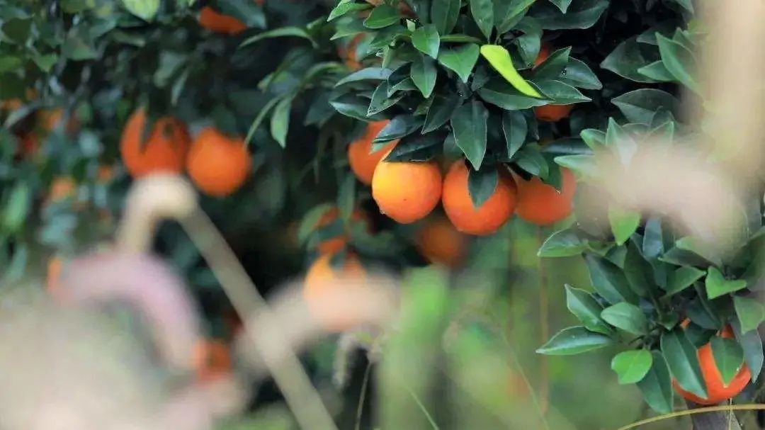 崀山红景区,丹霞地貌崀山