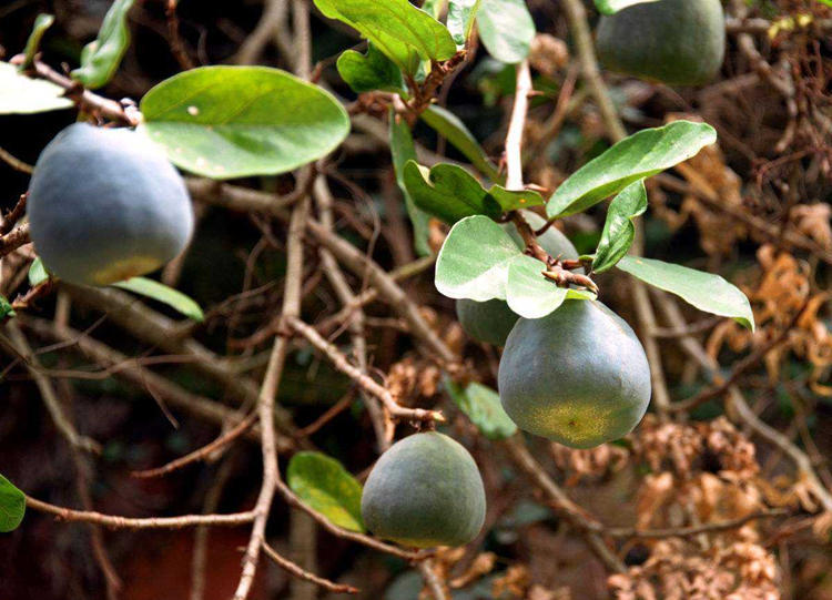 哪种爬藤花好养也长得快,爬藤花什么品种最好看