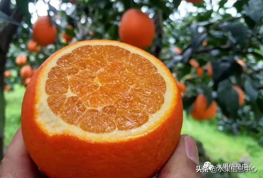 最好的橙子产地在哪里,中国橙子产地排名