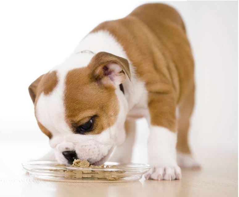 养狗的注意事项英语作文,养狗的注意事项泰迪幼犬