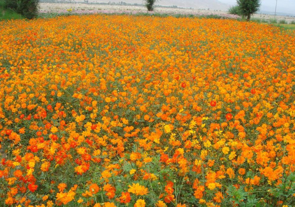 “论斤卖”的10种花卉种子，花海都种它，“靠天吃饭”就能活